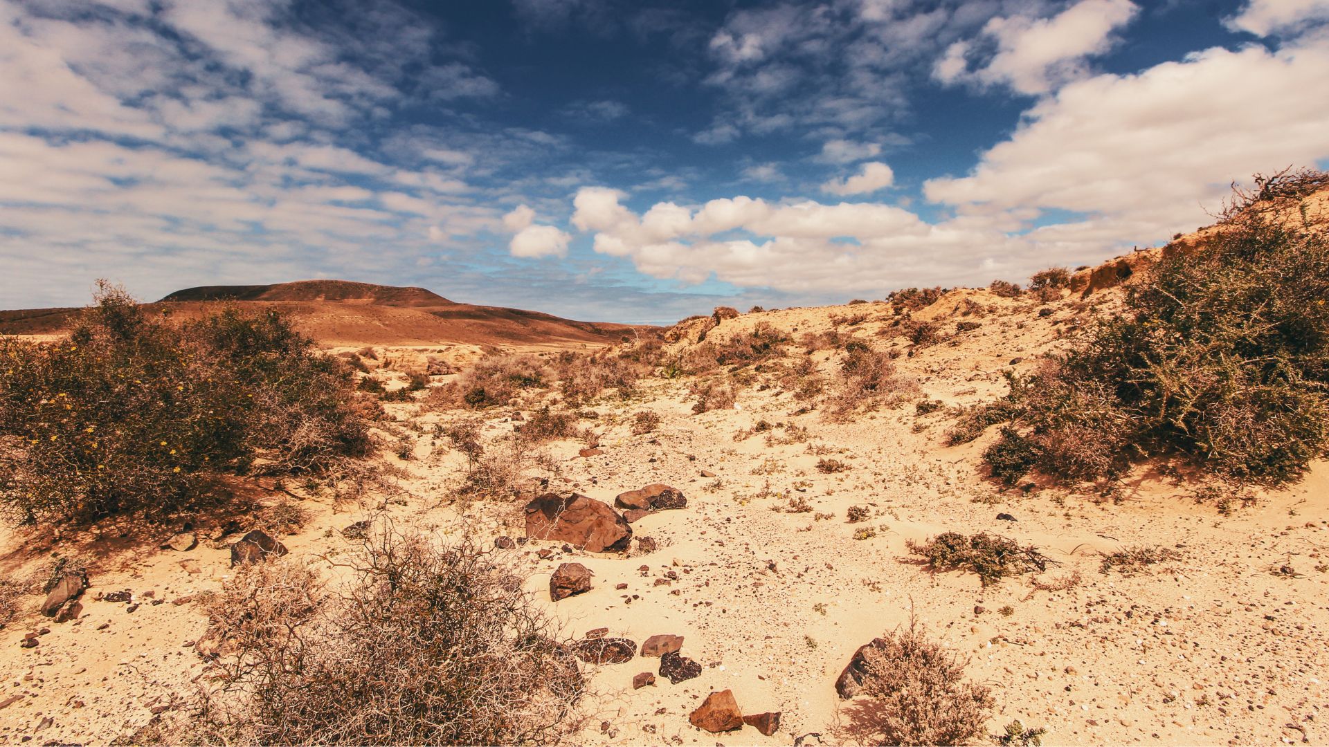 Which state strategies should be employed in the Arab world to combat jihadism?